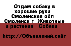 Отдам собаку в хорошие руки - Смоленская обл., Смоленск г. Животные и растения » Собаки   